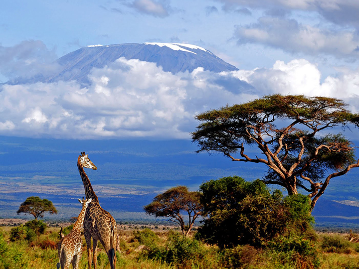 Kilimanjaro